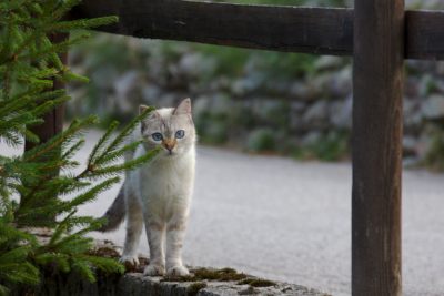 Katze mit blauen Augen