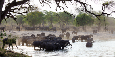 Elefanten im Bwabwata-Nationalpark